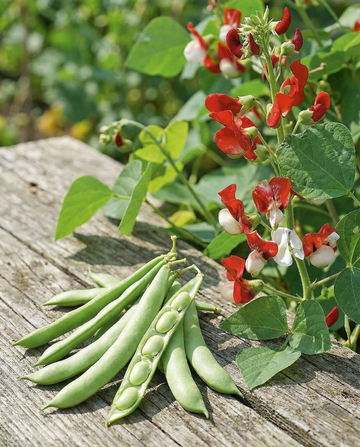 Runner Bean Painted Lady Climber (Phaseolus coccineus) – annual climber seeds from SeedsChoice