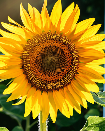Solsikkefrø Henri Wilde (Helianthus annuus) – enårig blomst