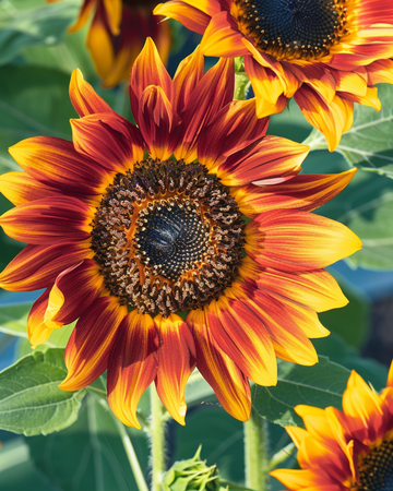 Solsikkefrø Ring Of Fire (Helianthus annuus) – enårig blomst