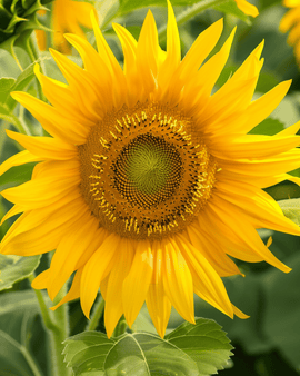 Solsikke Irish Eyes frø Helianthus annuus etårig