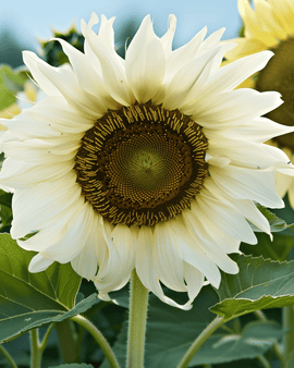Solsikkefrø White Moon F1 Helianthus Annuus ettårig blomst