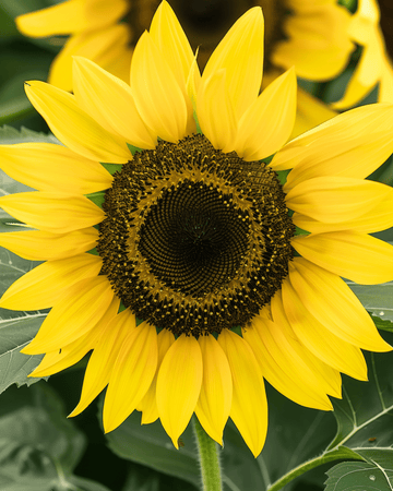 Solsikke Lemon Queen frø (Helianthus annuus) – etårig blomst