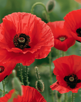 Kornvalmuefrø Papaver rhoeas etårige røde blomster