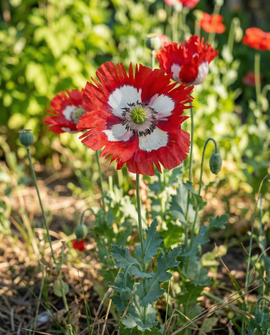 Poppy Danish Flag Seeds Annual Flower Variety Danish Flag