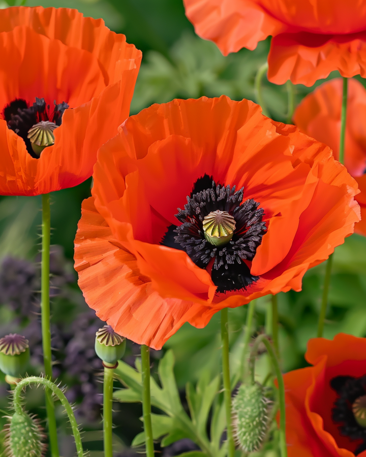 Oriental Poppy Mix frø (Papaver orientale) – flerårig blomst