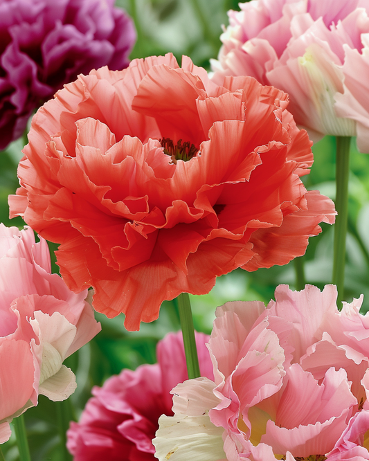 Poppy Mixed – annual flower seeds from SeedsChoice