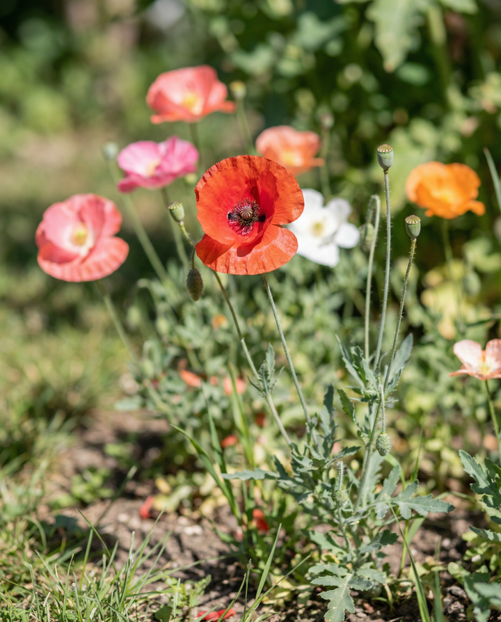 Valmue enkeltblomstret blanding frø – etårig blomst