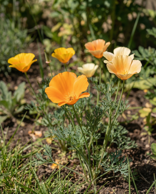 Valmue blandet enkeltblomstret (Eschscholzia californica) – etårige blomsterfrø fra SeedsChoice