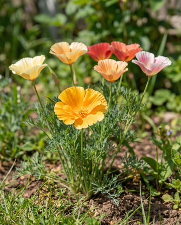 Mixed Double Flowering (Eschscholzia californica) – etårige blomsterfrø fra SeedsChoice