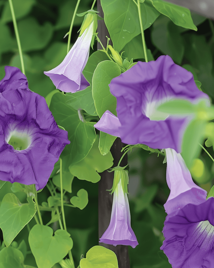 Violet Climber frø (Asarina scandens) – enårig klatrepl ante