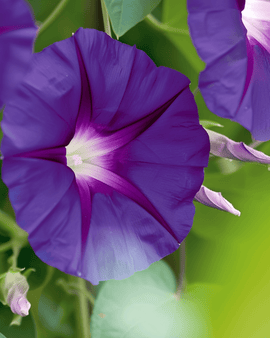 Ipomoea Purpurea Knowlians Black frø – etårig klatreplante med mørkelilla blomster