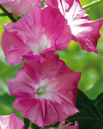 Klatrende Double Rose Climber Pink frø (Ipomoea tricolor) – etårig klatreplante