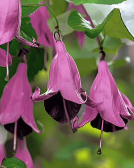 Purple Bell Vine Seeds Rhodochiton Atrosanguineum Perennial Climber
