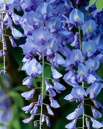 Climber Blue-frø (Wisteria sinensis) – flerårig klatreplante