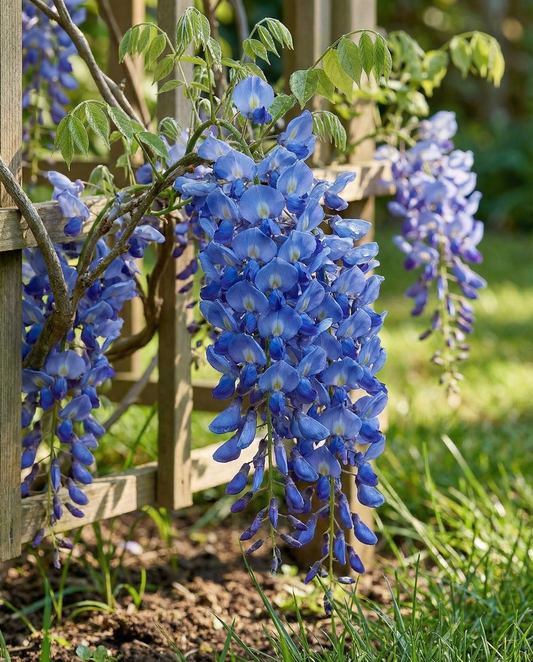 Climber Blue (Wisteria sinensis) – frø til flerårig klatreplante fra SeedsChoice