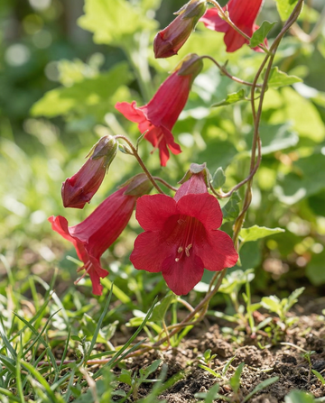Løvemund Red Dragon klatreplante (Asarina wislizensis) – frø til etårig klatreplante fra SeedsChoice