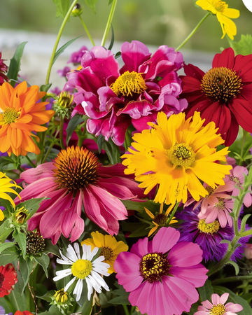 Sommerblomster Endless Summer Mix Colourful Bouquets frø – enårig blomst