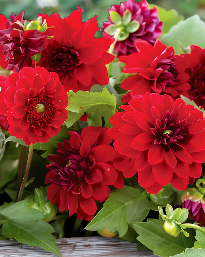 Summerflowers Vintage Red Mix Bouquet Collection seeds – annual flower