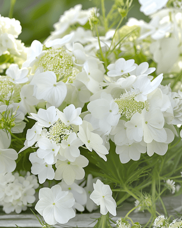 Sommerblomsterfrø sød hvid blanding – ettårige blomster