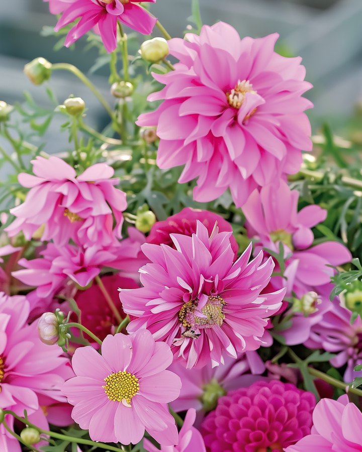 Sommerblomster Pretty Pink Mix frø – enårig blomst