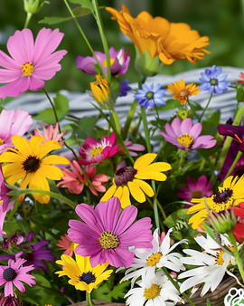 Cut Flowers Seeds Annual Colourful Bouquet Mix 60cm