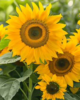 Solsikkefrø Sunlit Helianthus Annuus ettårig Bouquet Mix 75 cm