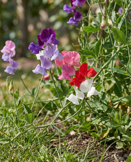 Sweet Pea Royal Family Mix (Lathyrus odoratus) – frø til enårig blomst fra SeedsChoice