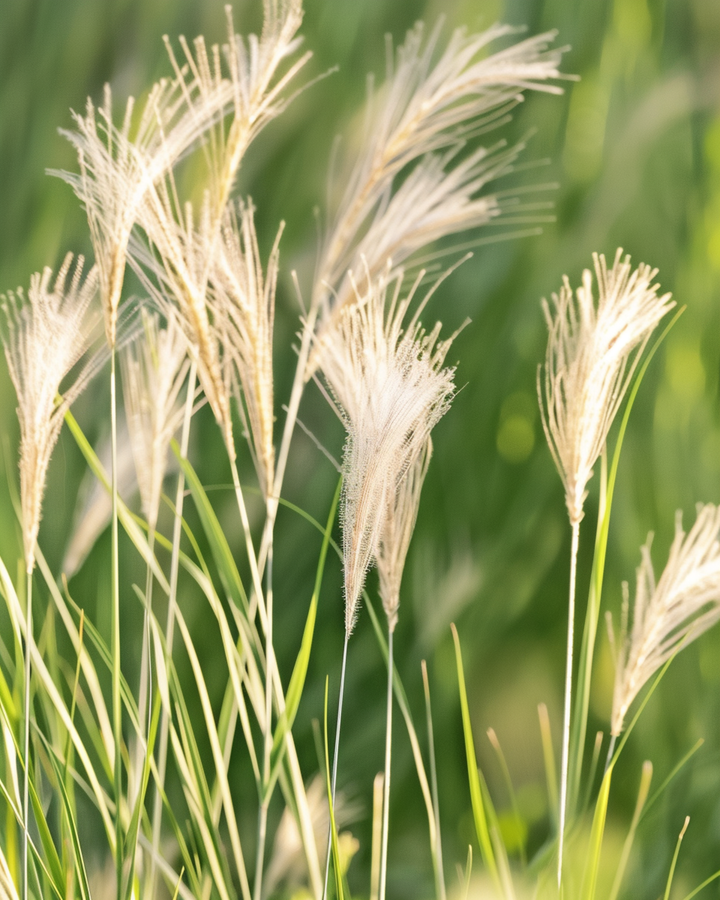 Frø til Mexican Feather Grass (Stipa tenuissima) – flerårig prydgræs