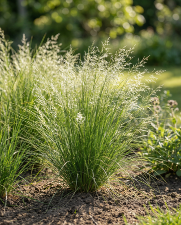 Mexican Feather Grass (Stipa tenuissima) – frø til flerårig prydgræs fra SeedsChoice