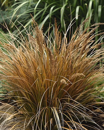 Læderblad-star Bronco Grass frø (Carex comans) – flerårig prydgræs