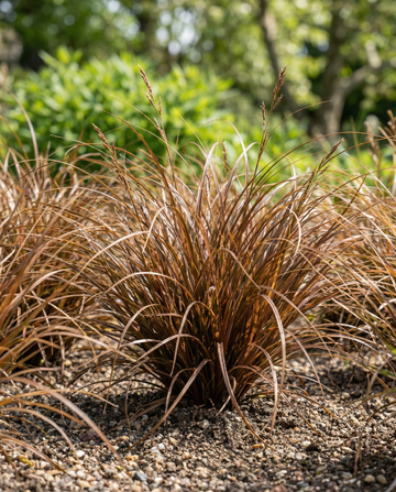 Læderblad-star Bronco Grass (Carex comans) – frø til flerårig prydgræs fra SeedsChoice