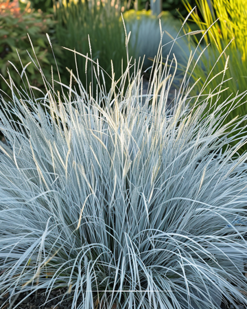 Blå svingel Festina frø (Festuca glauca) – flerårig græs