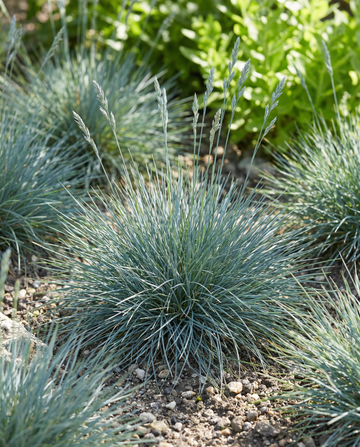 Blue Fescue Grass Festina (Festuca glauca) – frø til flerårig prydgræs fra SeedsChoice