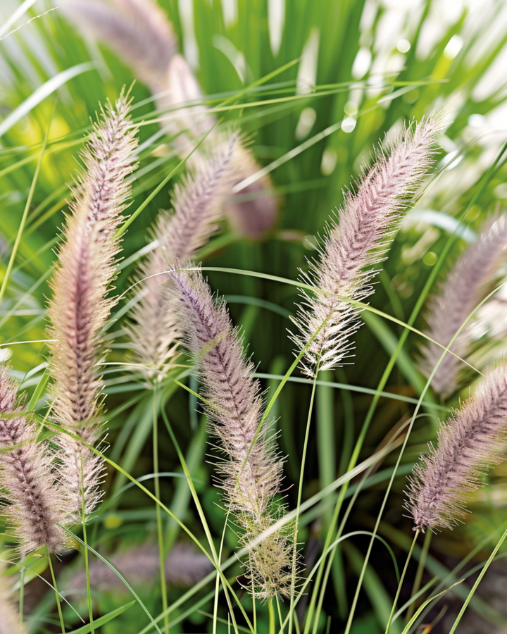 Lampepusegræsfrø (Pennisetum alopecuroides) – flerårig græs