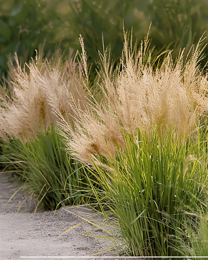 Prairie dropseed-græsfrø (Sporobolus heterolepis) – flerårig græs
