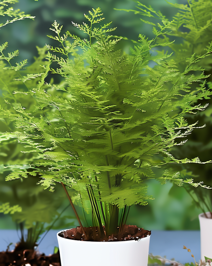 Lace Fern stueplante-frø (Asparagus setaceus) – flerårig stueplante