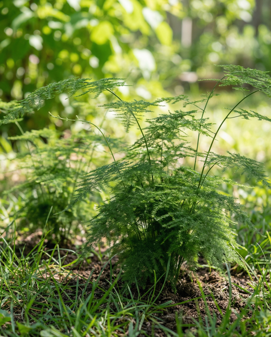 Lace Fern indendørs stueplante (Asparagus setaceus) – flerårig stueplante-frø fra SeedsChoice