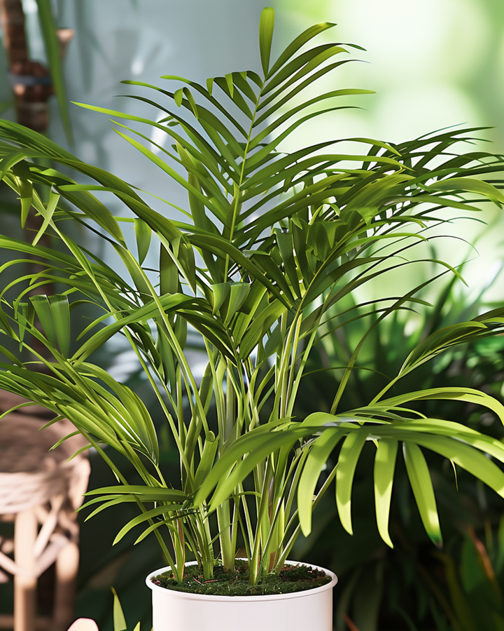 Neanthe Bella Palm frø (Chamaedorea elegans) – flerårig