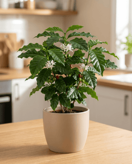 Arabisk kaffefrø Coffea Arabica flerårig indendørs sort