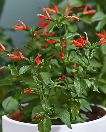 Cigarplante indendørs blomstrende frø (Cuphea ignea) – staude til potteplante