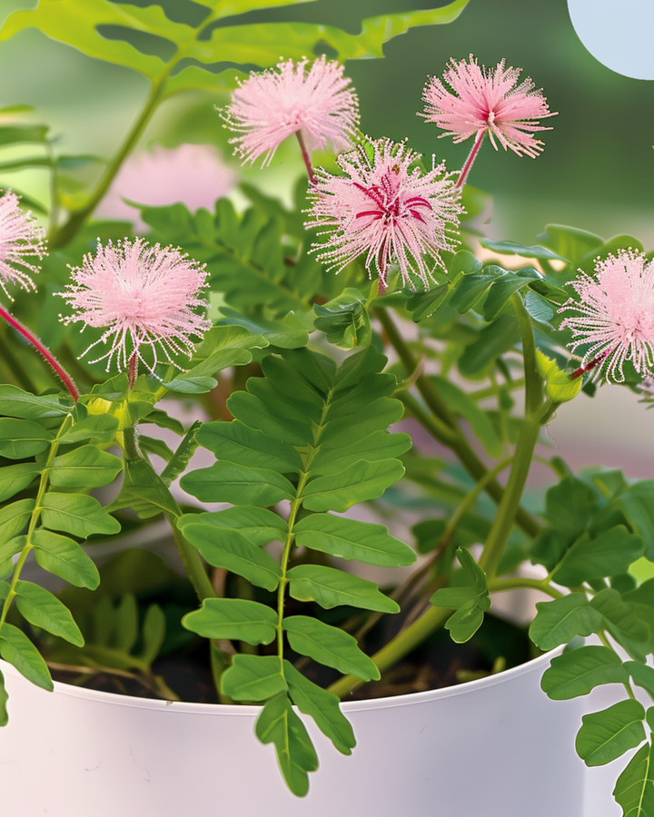 Sensitive Plant Indoor frø (Mimosa pudica) – flerårig stueplante