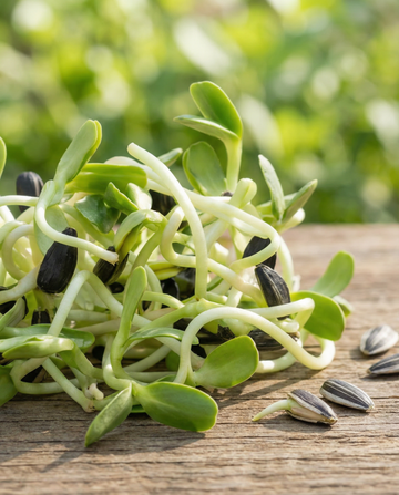 Solsikke Sprouting (Helianthus annuus) – økologiske etårige spiringsfrø fra SeedsChoice
