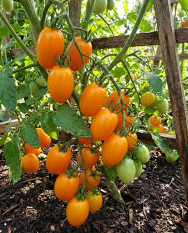 Cherrytomatfrø Dolly F1 Solanum lycopersicum – enårig
