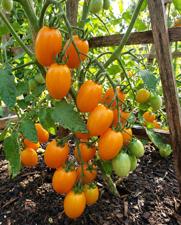 Cherrytomatfrø Dolly F1 (Solanum lycopersicum) – enårig grøntsag