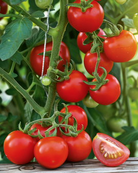 Cherrytomatfrø Gardener's Delight Solanum lycopersicum – enårig