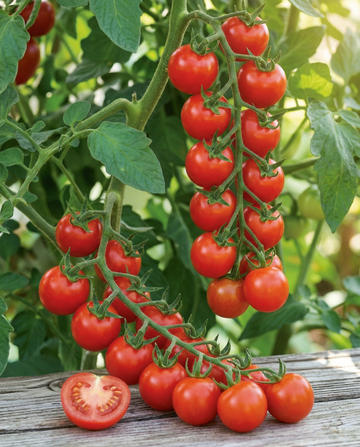 Cherry Tomato Gardener's Delight (Solanum lycopersicum) – annual vegetable seeds from SeedsChoice