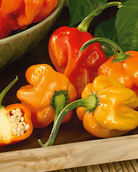 Habanero peberfrø Capsicum chinense etårig blandning