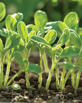 Hjulkronefrø Borago officinalis mikrogrønt etårig urt