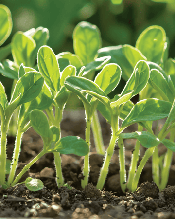 Frø til hjulkrone mikrogrønt (Borago officinalis) – etårigt mikrogrønt