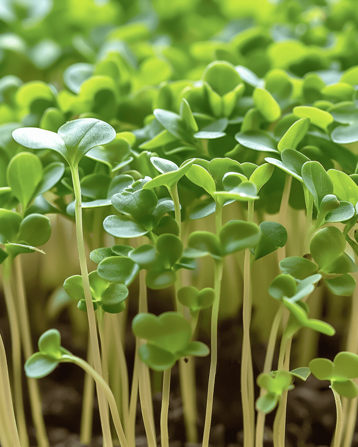 Karse mikrogrønt frø (Lepidium sativum) – enårigt mikrogrønt